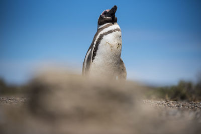 Low angle view of bird on land against sky