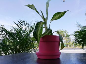 Close-up of potted plant on table at home