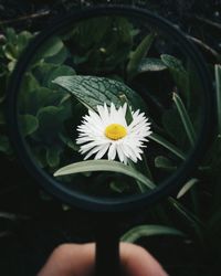 Close-up of hand with daisy flower