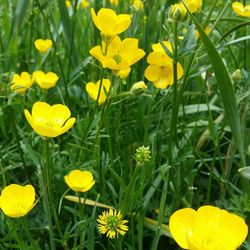 Close-up of yellow flower blooming in field