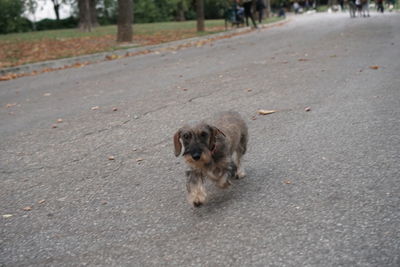 Dog on road