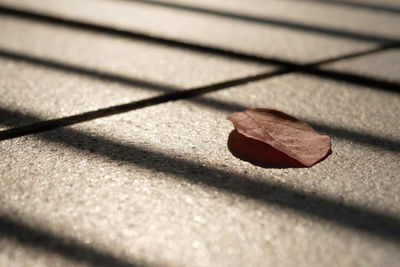 High angle view of leaf on footpath