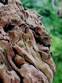 Close-up of rocks on tree trunk