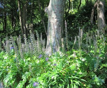 Plants and trees in forest