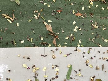 High angle view of dry leaves on street