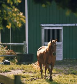 Horse standing on field against stable