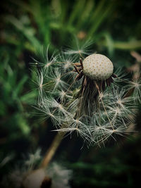 Close-up of dandelion seeds on land