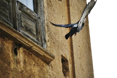 Low angle view of bird flying against building