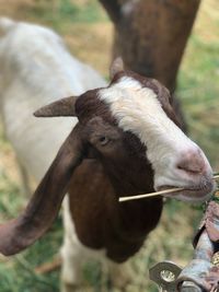 Portrait of a horse