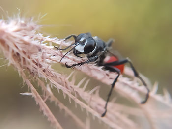 Close-up of fly on flower