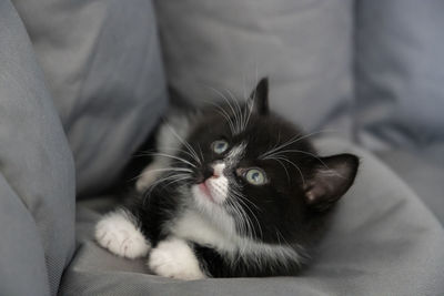 Portrait of cat relaxing on sofa