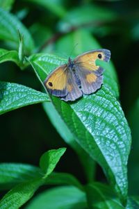 Close-up of butterfly perching on leaf