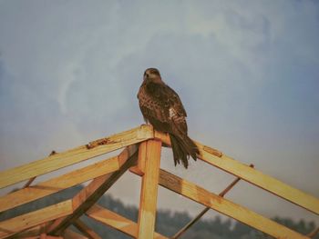 Low angle view of eagle perching on railing