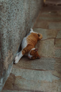 High angle view of cat sitting on footpath