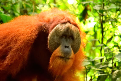 Close-up of a monkey in a forest