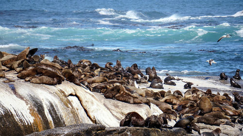 Wild seals laying around seals island in south africa