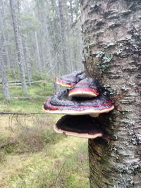 Close-up of lizard on tree trunk in forest