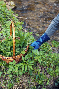 High angle view of hand holding plant on field