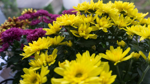 Close-up of yellow flowers