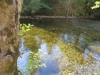 Reflection of trees in lake