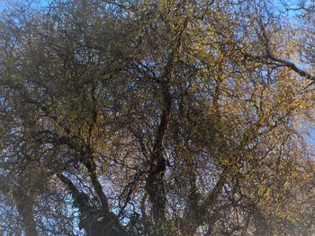 Low angle view of trees