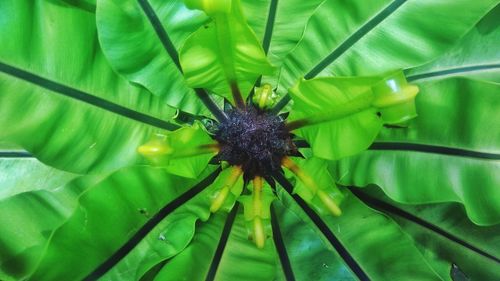 Close-up of insect on plant