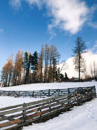 Trees on snow covered field against sky