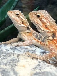 Close-up of a lizard