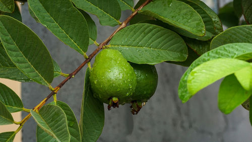 Close-up of fruits growing on tree