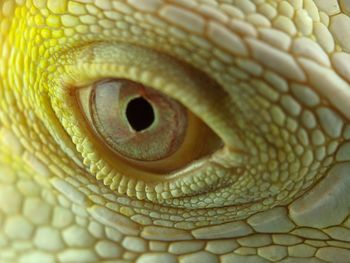 Extreme close-up of a lizard