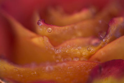 Full frame shot of wet orange rose