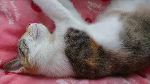 Close-up of cat sleeping on bed