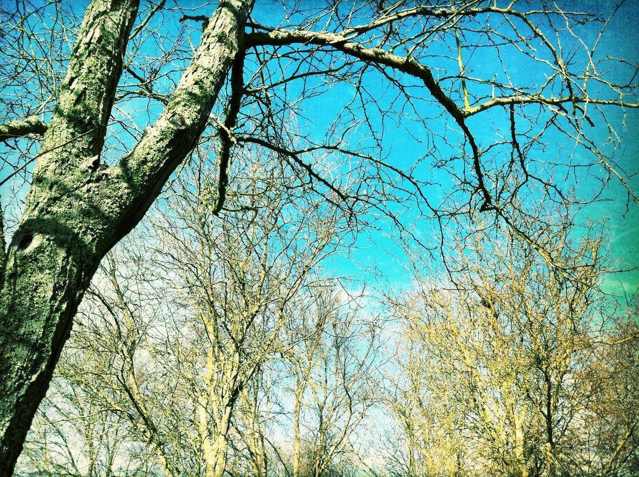 low angle view, blue, tree, branch, clear sky, growth, sky, nature, bare tree, tranquility, day, outdoors, beauty in nature, no people, tree trunk, sunlight, high section, scenics, backgrounds, tall - high