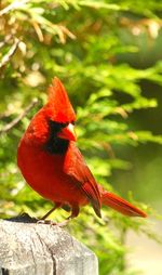 Close-up of a bird perching on wood