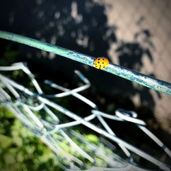 Close-up of ladybug on leaf