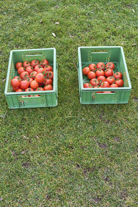 High angle view of tomatoes in crate on grassy field
