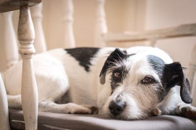 Close-up portrait of dog relaxing at home