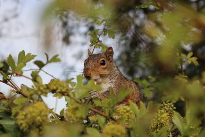 Close-up of squirrel on tree