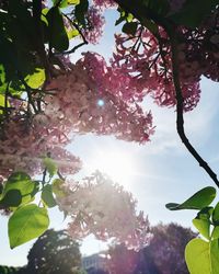 Low angle view of tree against sky