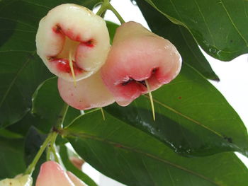 Close-up of pink flowers