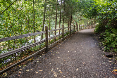 Walkway amidst trees in forest