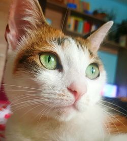 Close-up portrait of a cat