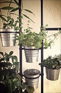 Close-up of potted plant