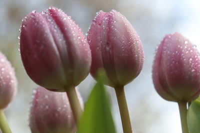 Close-up of pink flowering plant