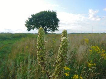 Close-up of plants on field against sky