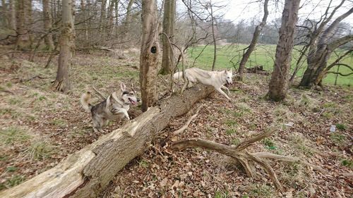 View of a dog in the forest