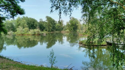 Scenic view of lake in forest against sky