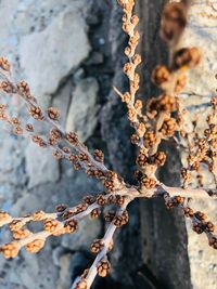 Close-up of lichen on branch against wall