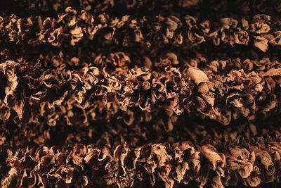 Full frame shot of dried tobacco leaves