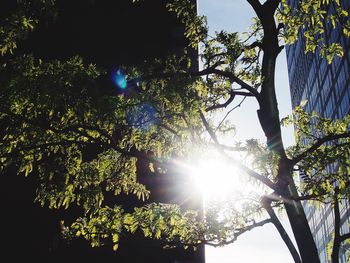 Sun shining through trees